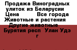 Продажа Виноградных улиток из Беларусии › Цена ­ 250 - Все города Животные и растения » Другие животные   . Бурятия респ.,Улан-Удэ г.